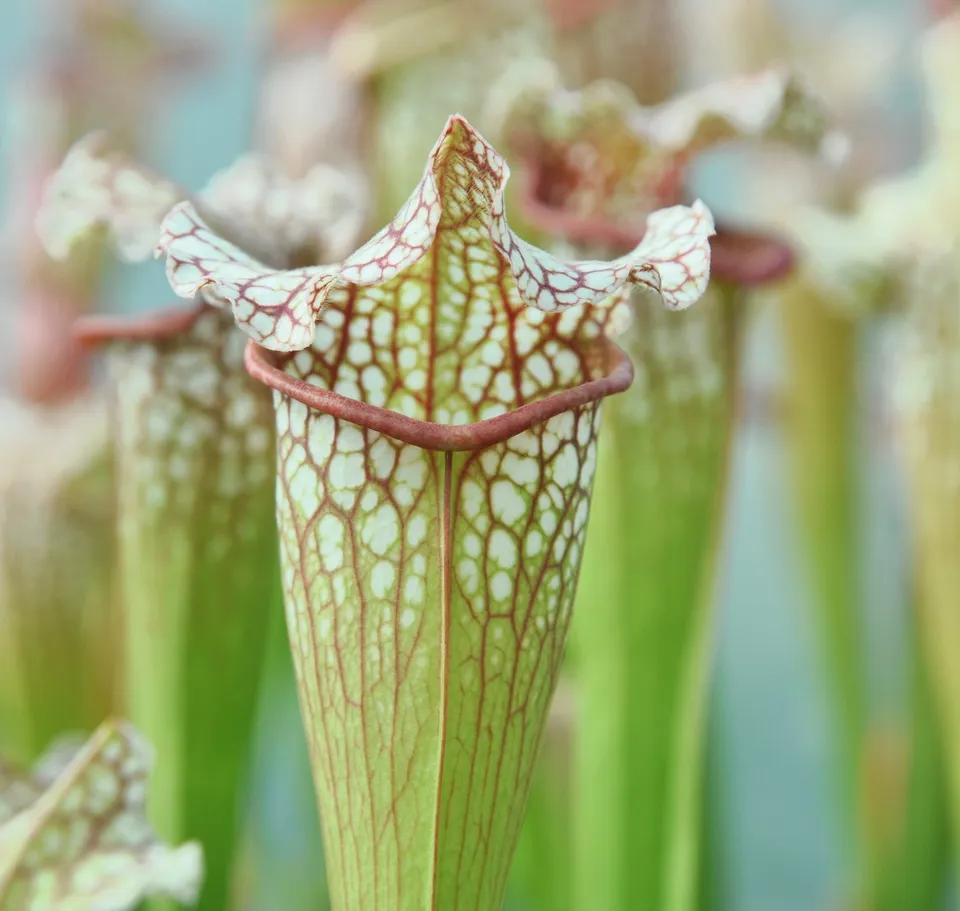 Carniflore Sarracenia x leucophylla plante carnivore floraison rouge