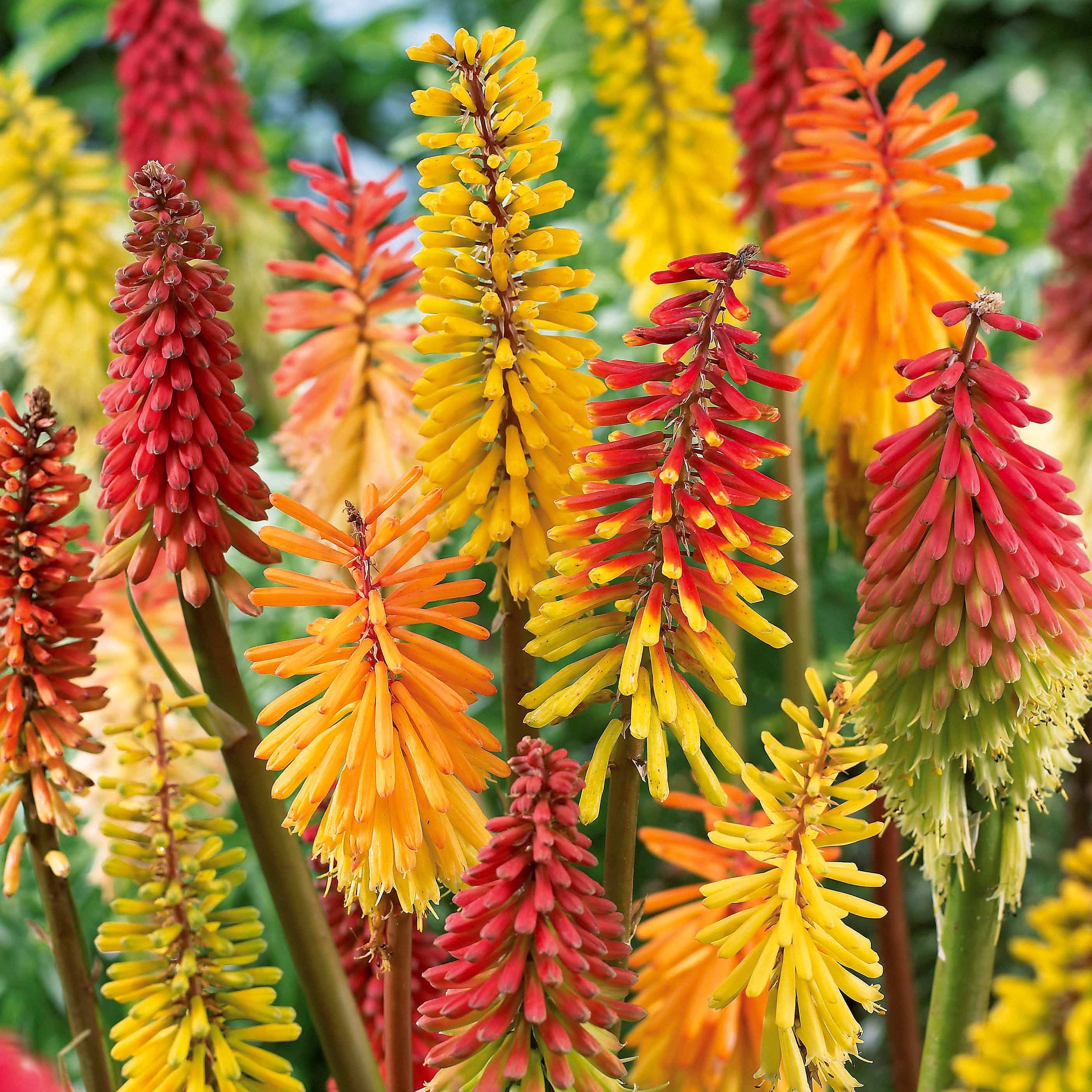 Bakker Tritomas mélange vivace 3 racines nues floraison été