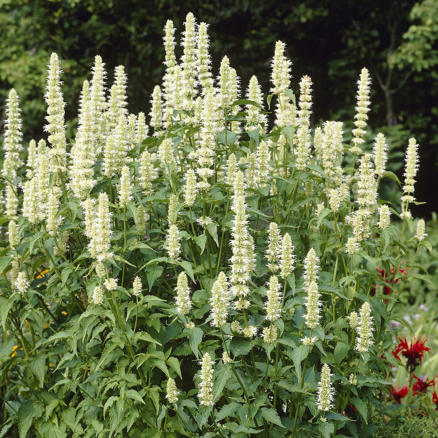 Bakker Agastache Alabaster rugosa fleur blanche pot 9cm