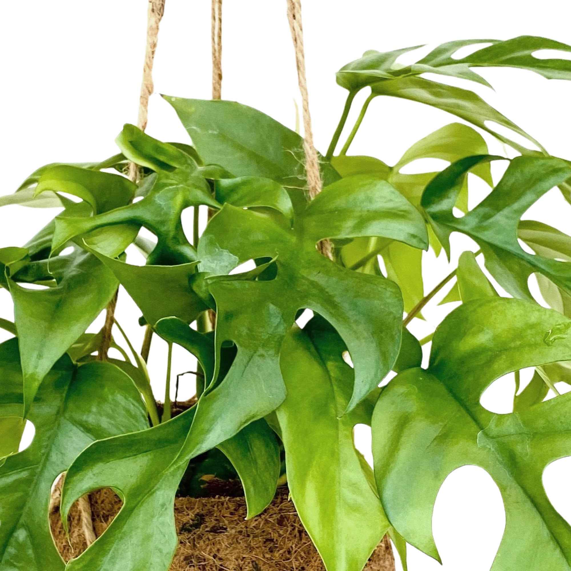 Bakker Monstera minima plante verte pot coco 17cm 30-40cm
