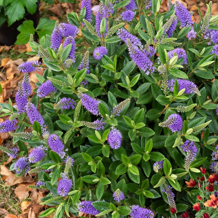 Bakker Terrasse Véronique addenda hebe bleue pot 10.5cm compacte