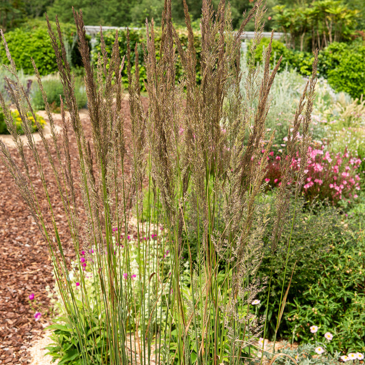 Bakker Plantes d'extérieur Calamagrostide Karl Foerster graminée pot 9cm