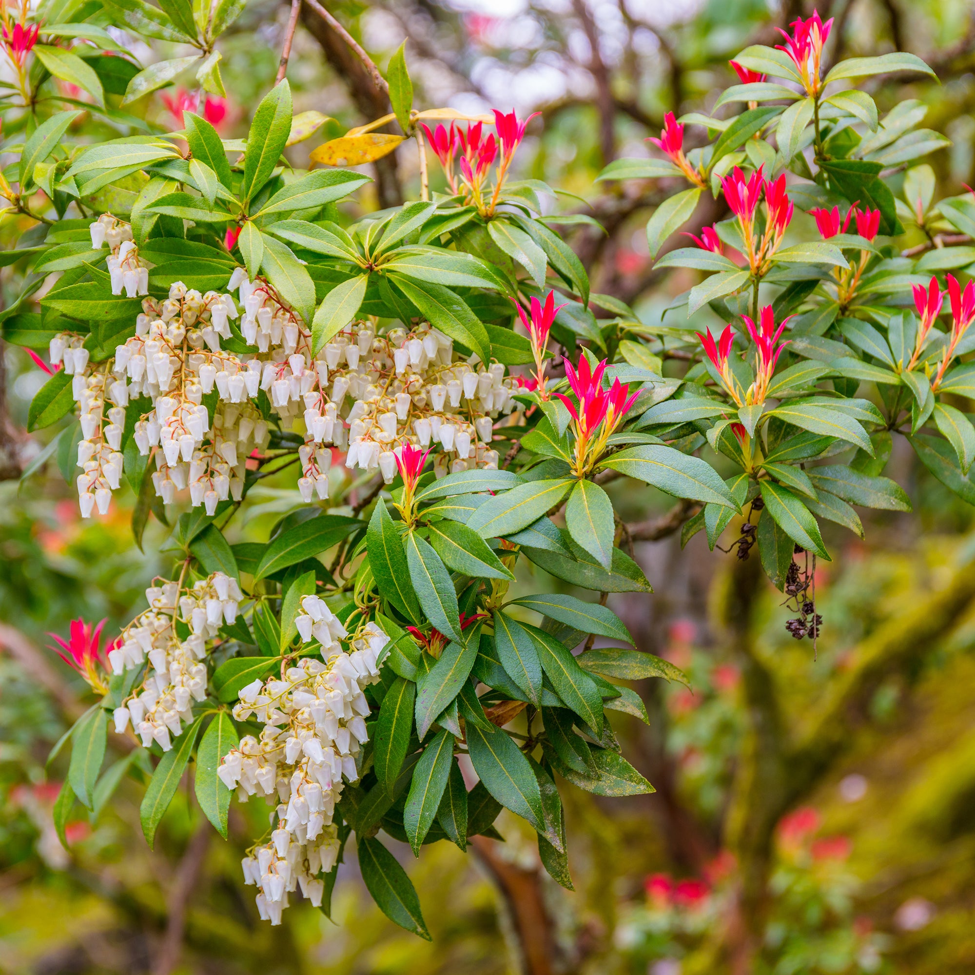Bakker Pieris Forest Flame arbuste pot 2L rouge blanc