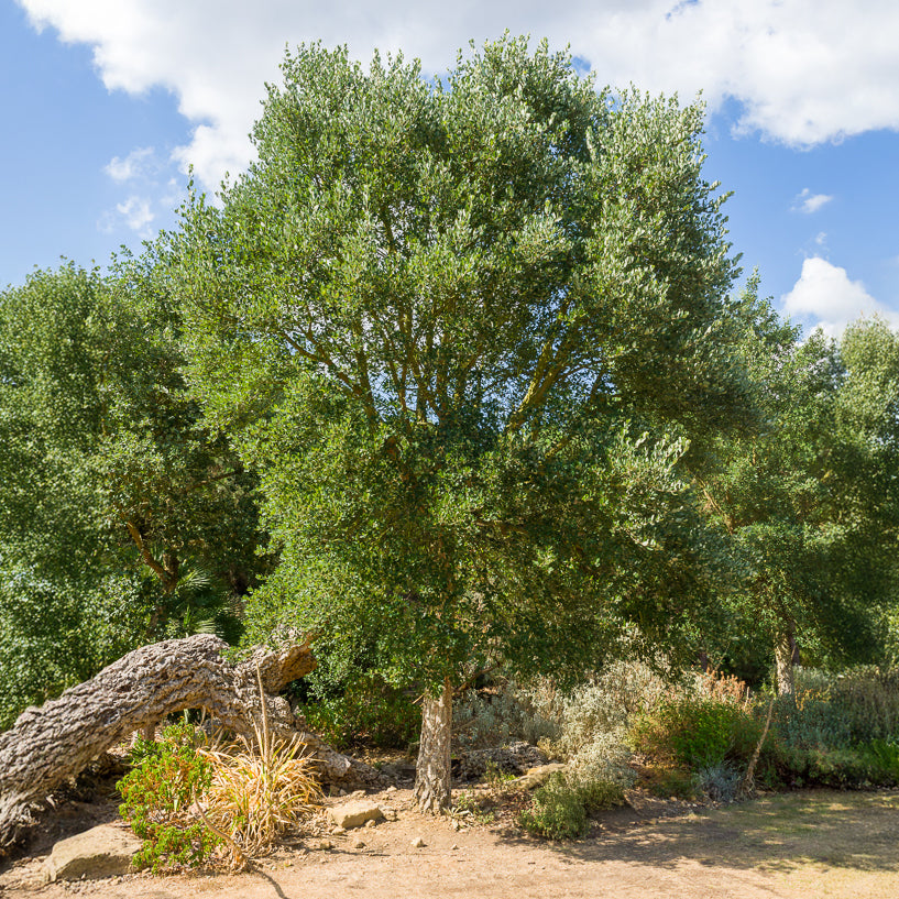 Bakker Chêne-liège arbre pot 11cm 60-80cm persistant