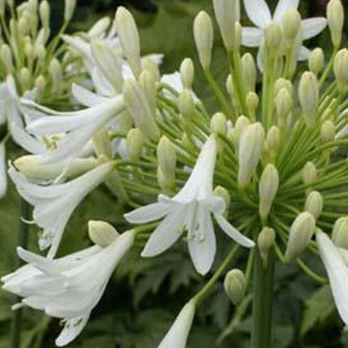 Bakker Headbourne White agapanthe blanche pot 9cm