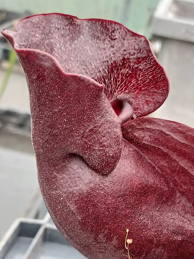 Carniflore Sarracenia purpurea burkii Louis Burke plante carnivore