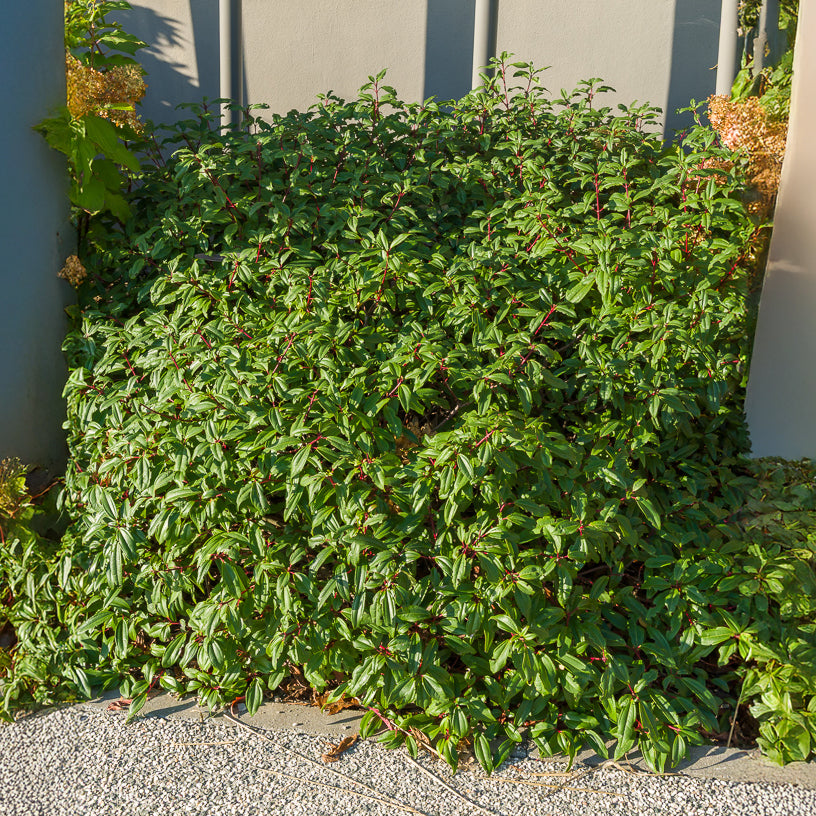 Bakker Davidii viorne arbuste pot 2L baies bleues
