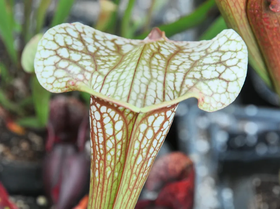 Carniflore Sarracenia Sky Watcher plante carnivore pot 11 cm