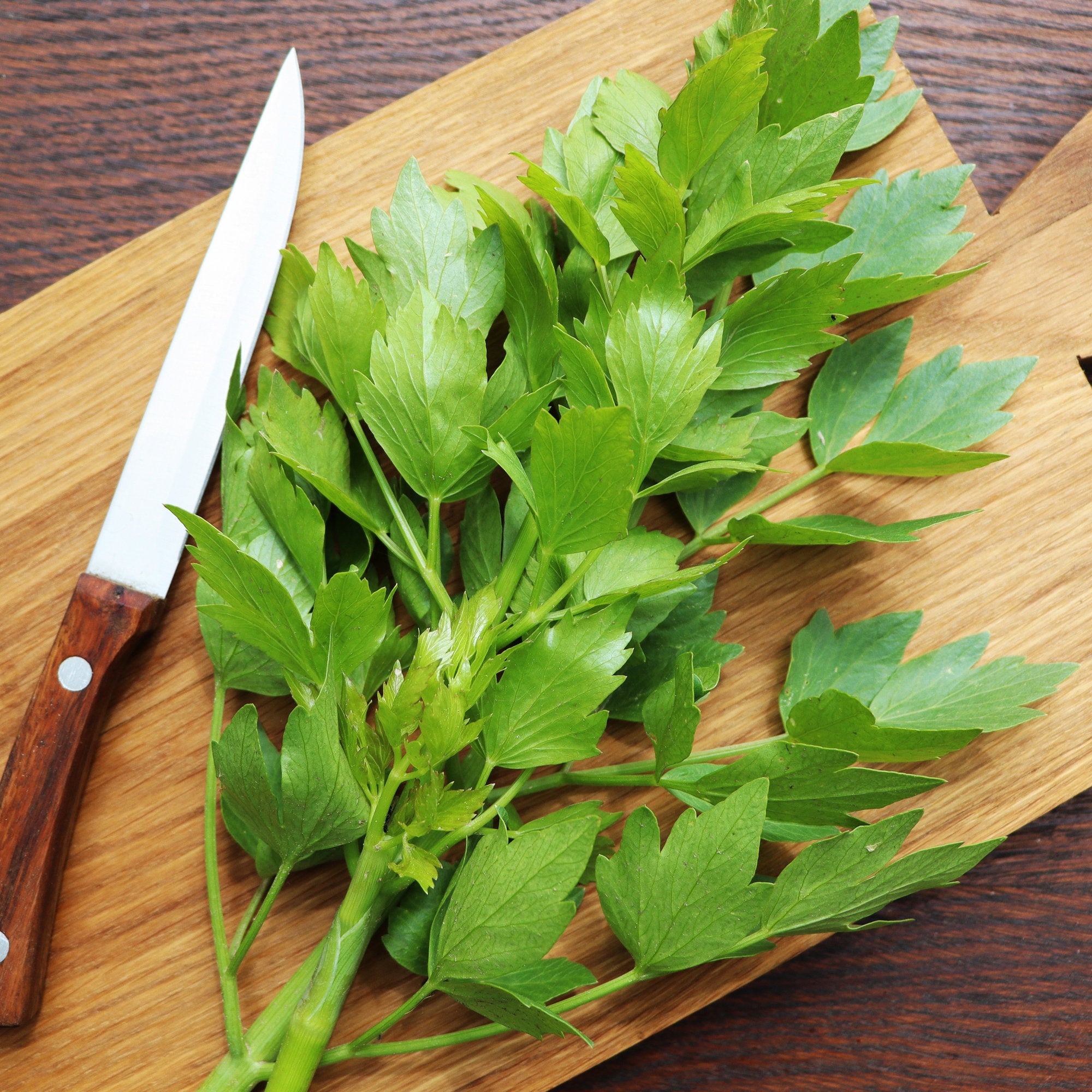 Bakker Livèche céleri perpétuel plante aromatique pot 9cm