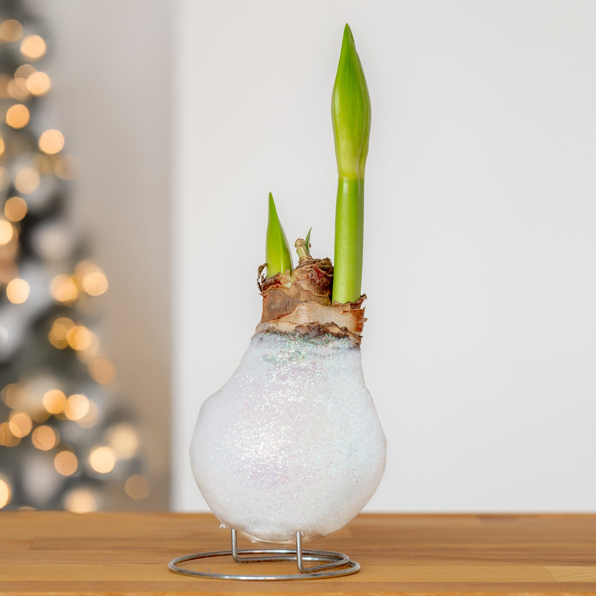 Bakker Amaryllis Magic White wax bulbe blanc pièce sans eau