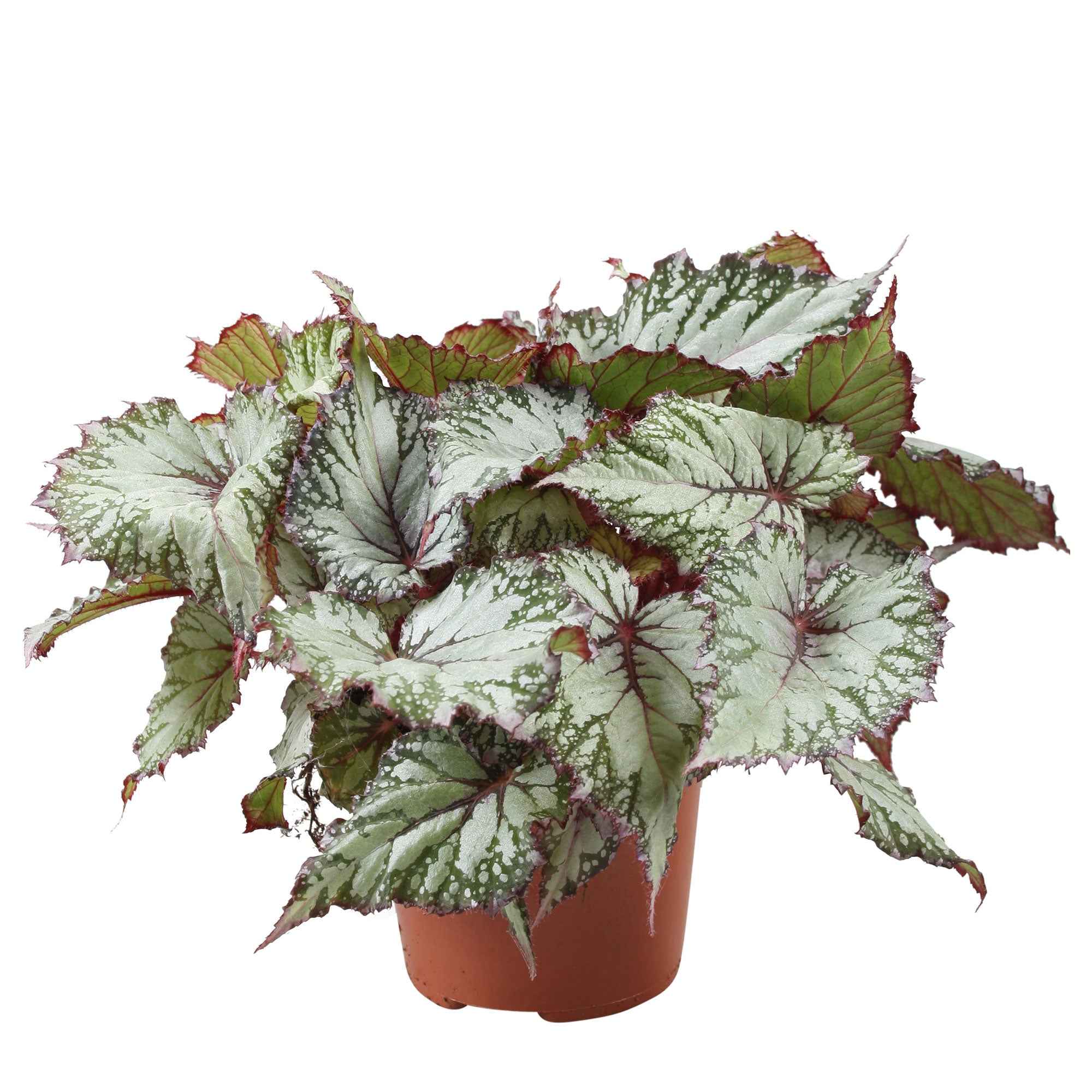 Bakker Bégonia Asian Tundra plante intérieur Ø12 cm