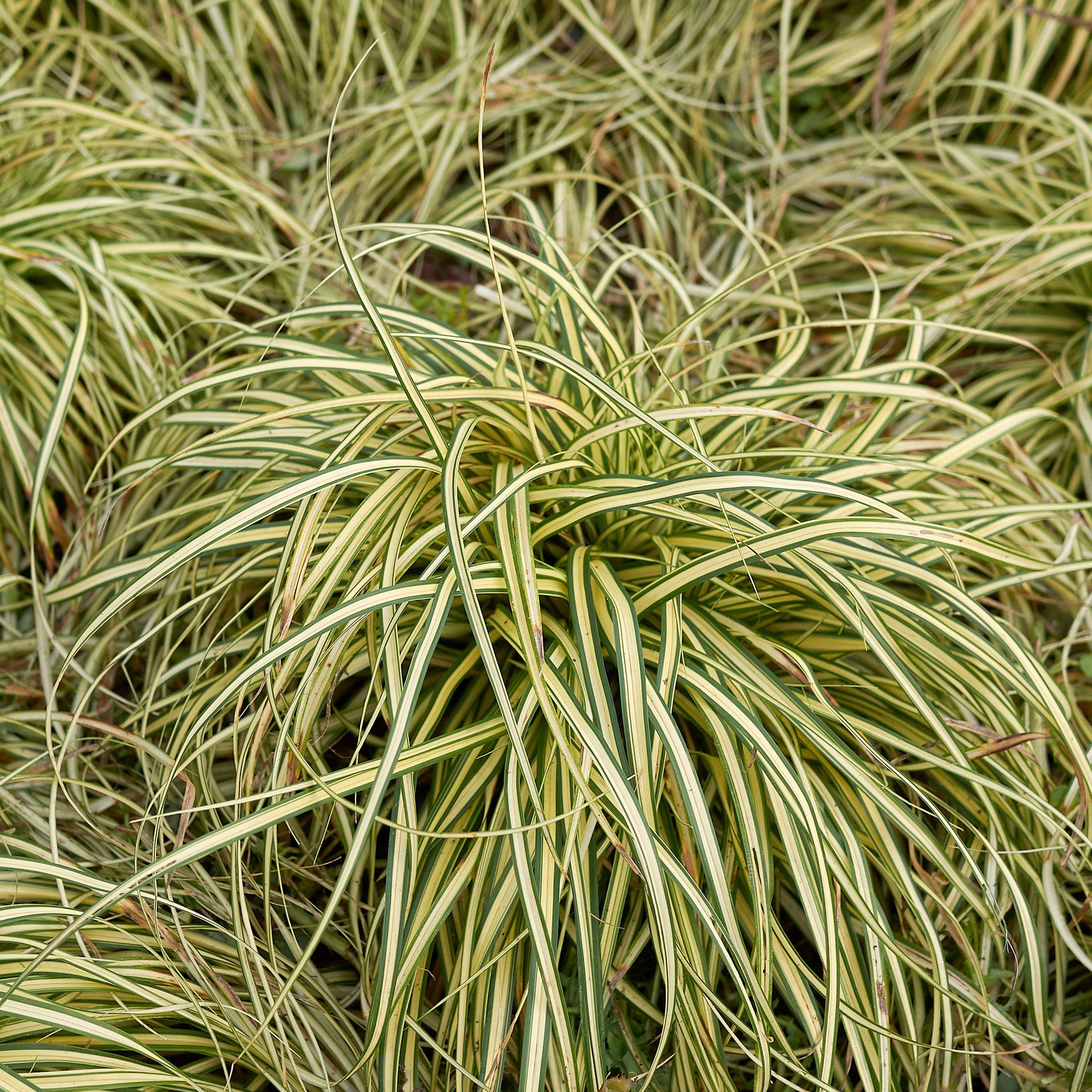 Bakker Carex Evergold laîche 2 pots Ø 9cm persistante