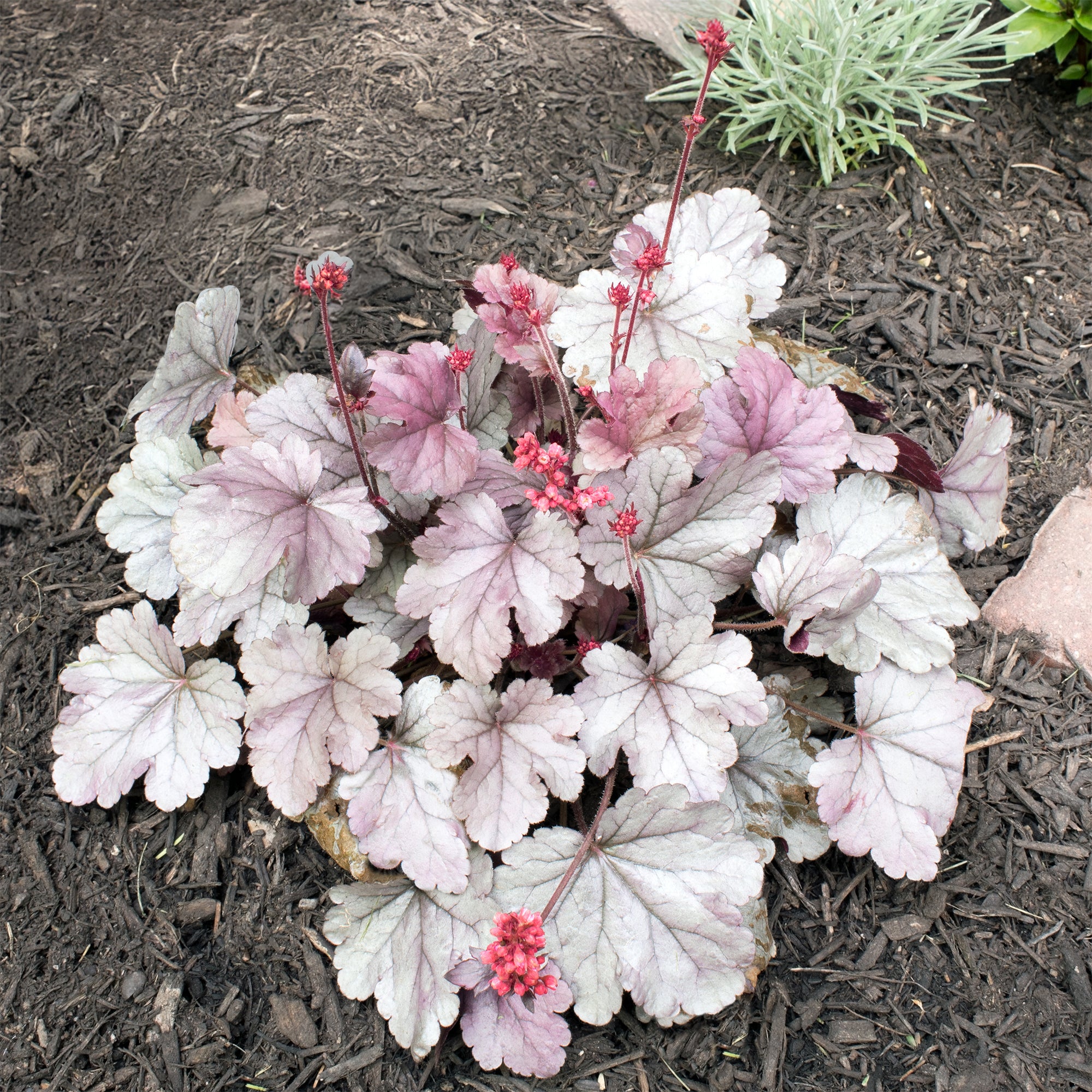 Bakker Plantes vivaces Heuchère Silver Gumdrop pot 9cm argent