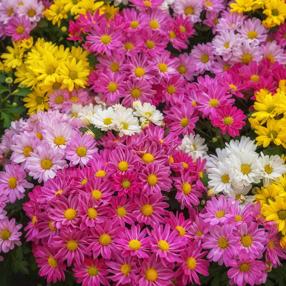 Bakker Chrysanthème multifleur carnaval fleur pot 12cm boule