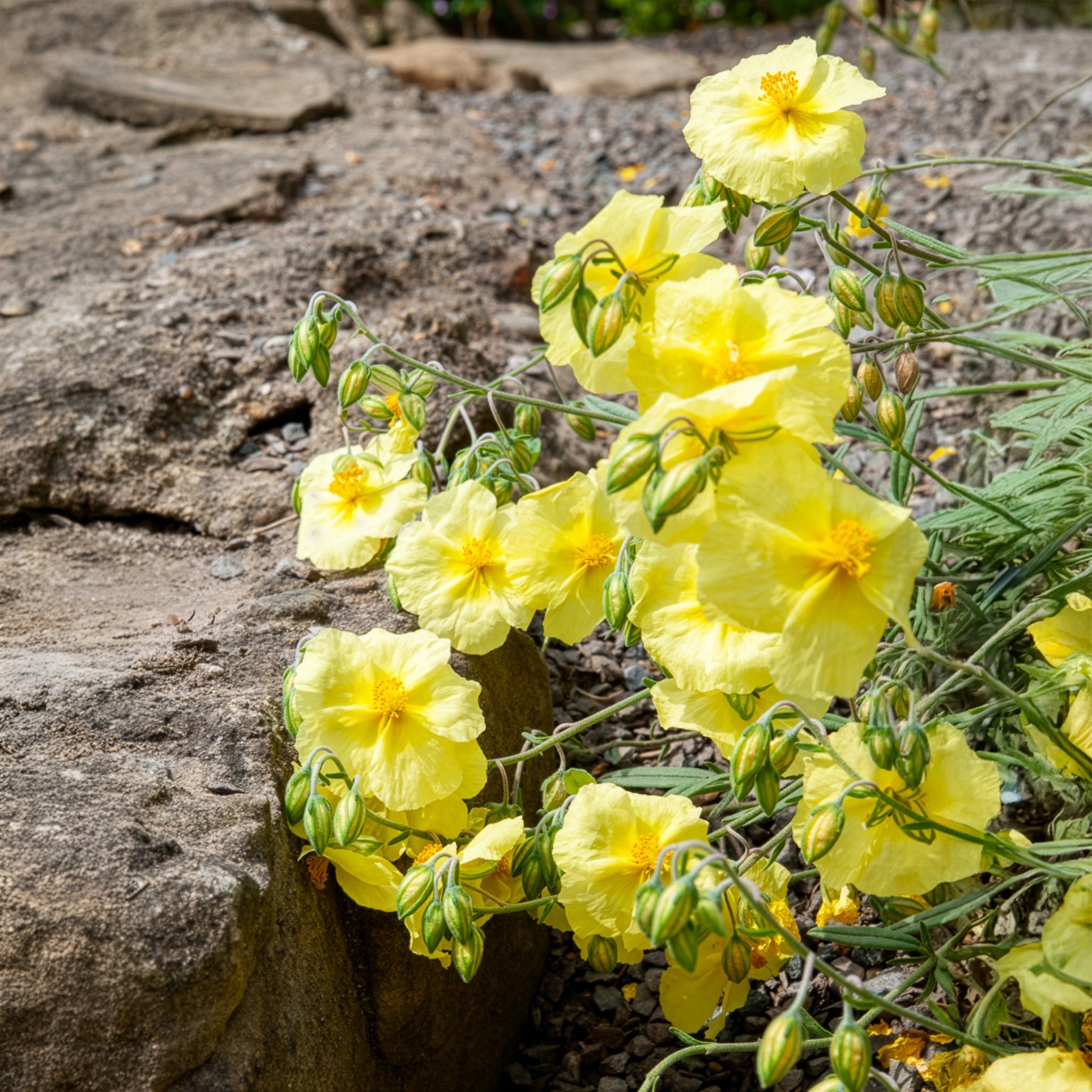Bakker Hélianthème Wisley Primrose vivace pot 8cm jaune