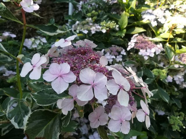Les Hortensias du Haut Bois Tricolor hortensia godet