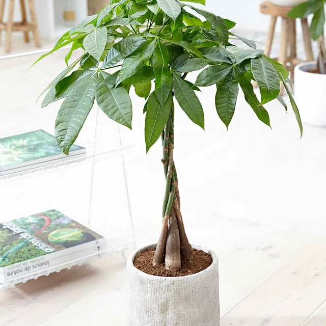 Bakker Pachira aquatica arbre à argent pot 21cm tressé