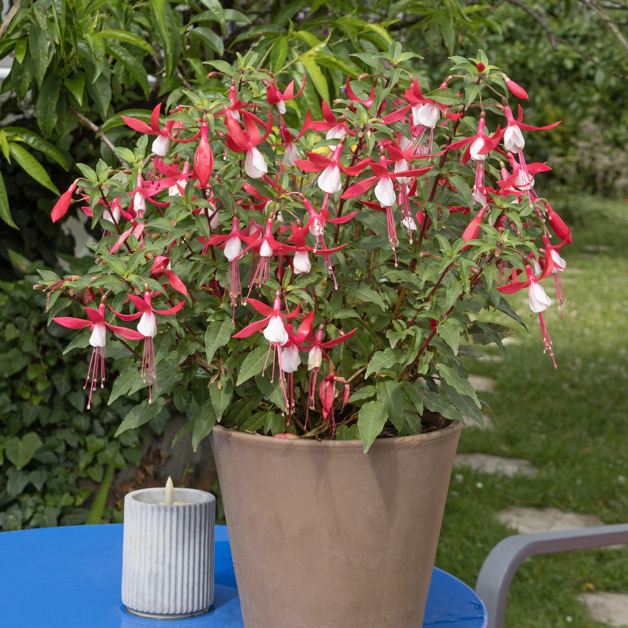 Bakker Fuchsia Mme Cornelissen plante pot Ø9cm rustique