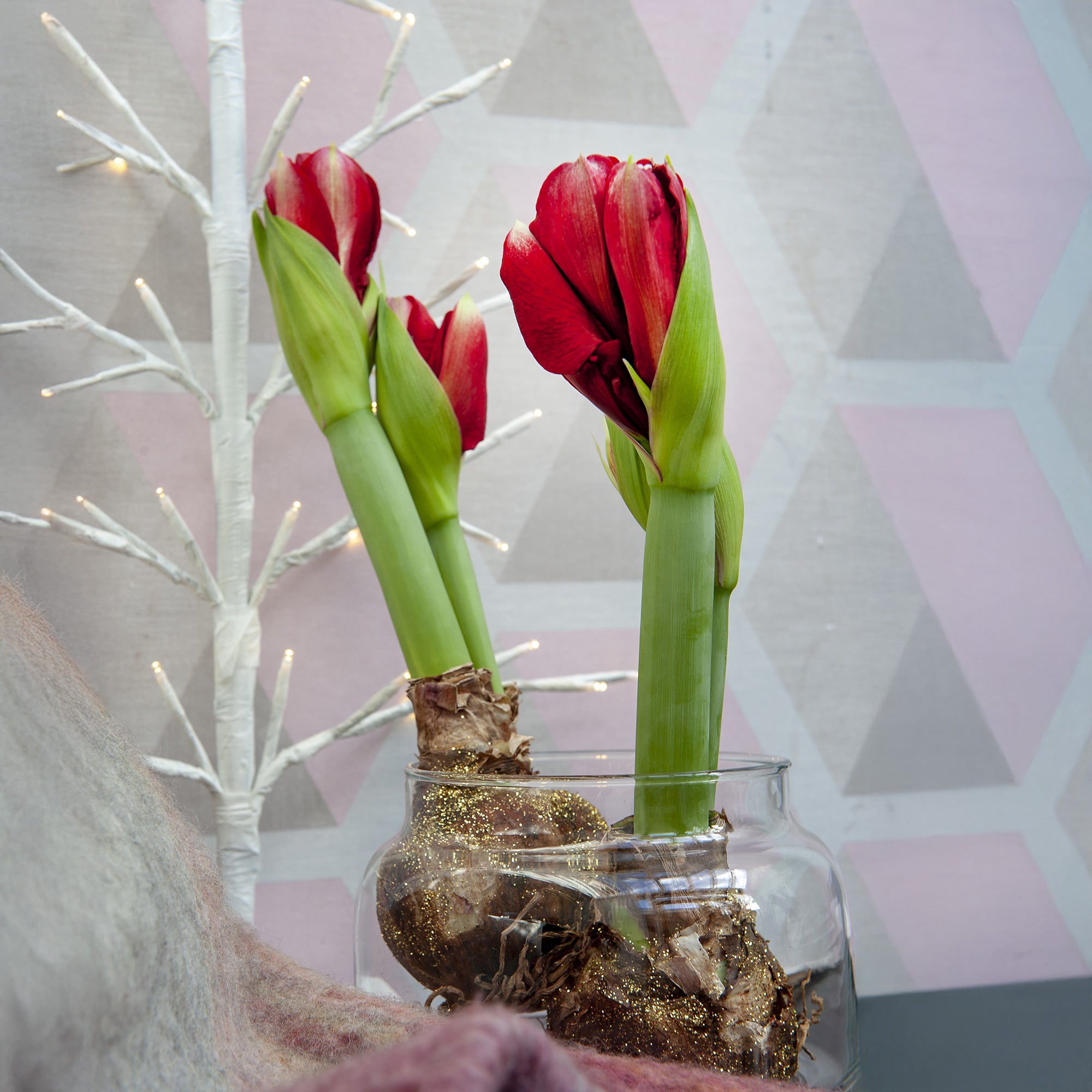 Bakker Magic Rosé Gold amaryllis wax rouge la pièce