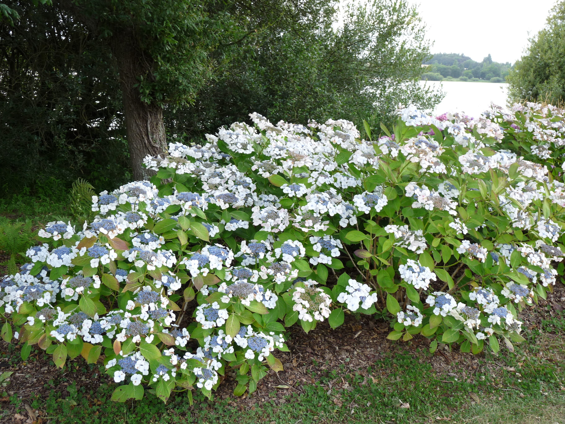 Les Hortensias du Haut Bois Bachstelze hortensia macrophylla plates godet