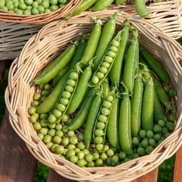Bakker Le Généreux pois rond à rames sachet 200g sucré