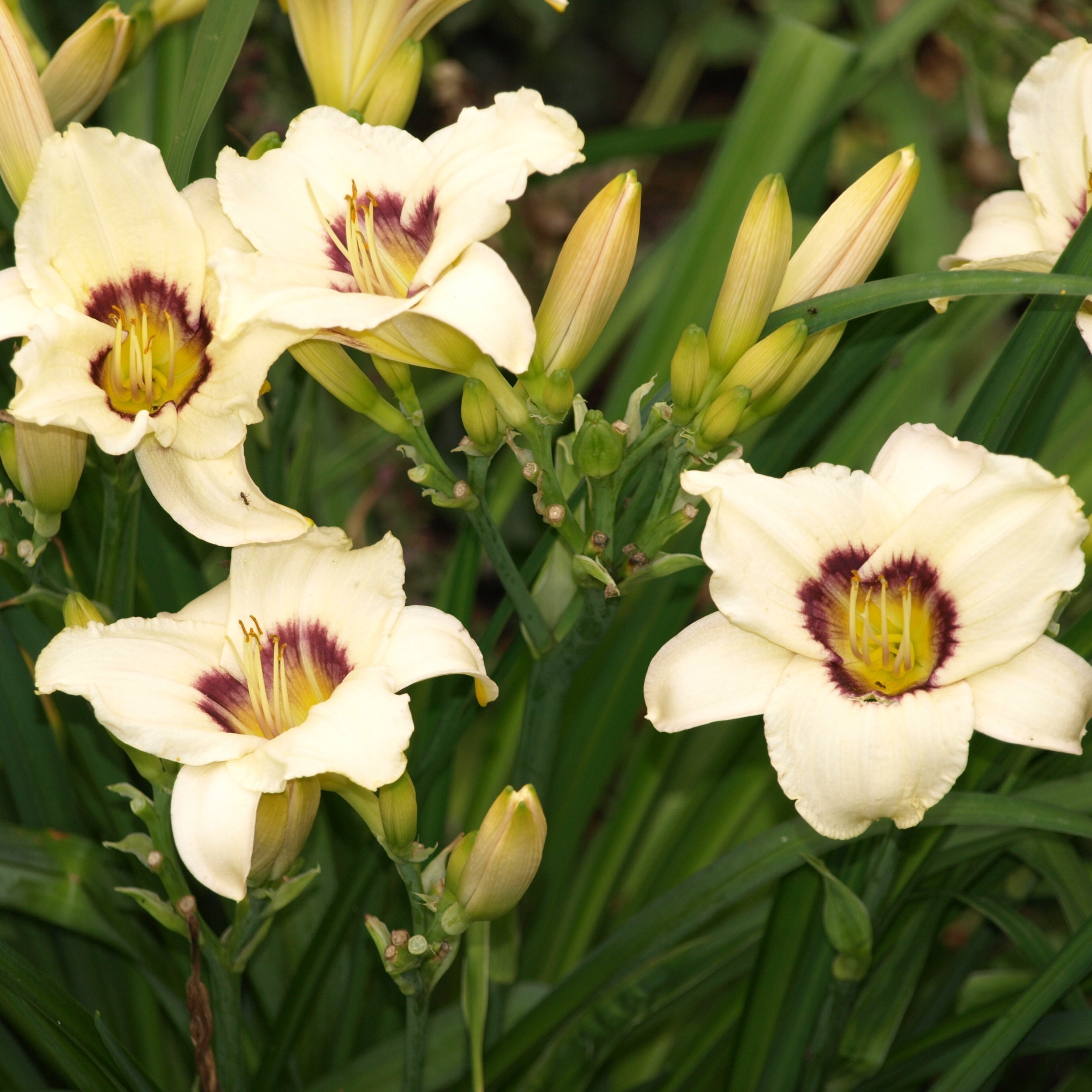 Passion Vivaces Hemerocallis Pandora's Box lis pot 1 L crème