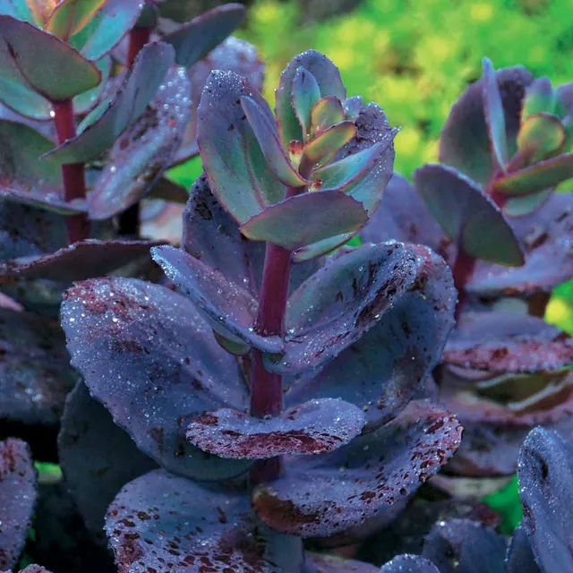 Bakker Sédum Perle bleue vivace rose pot Ø9 cm