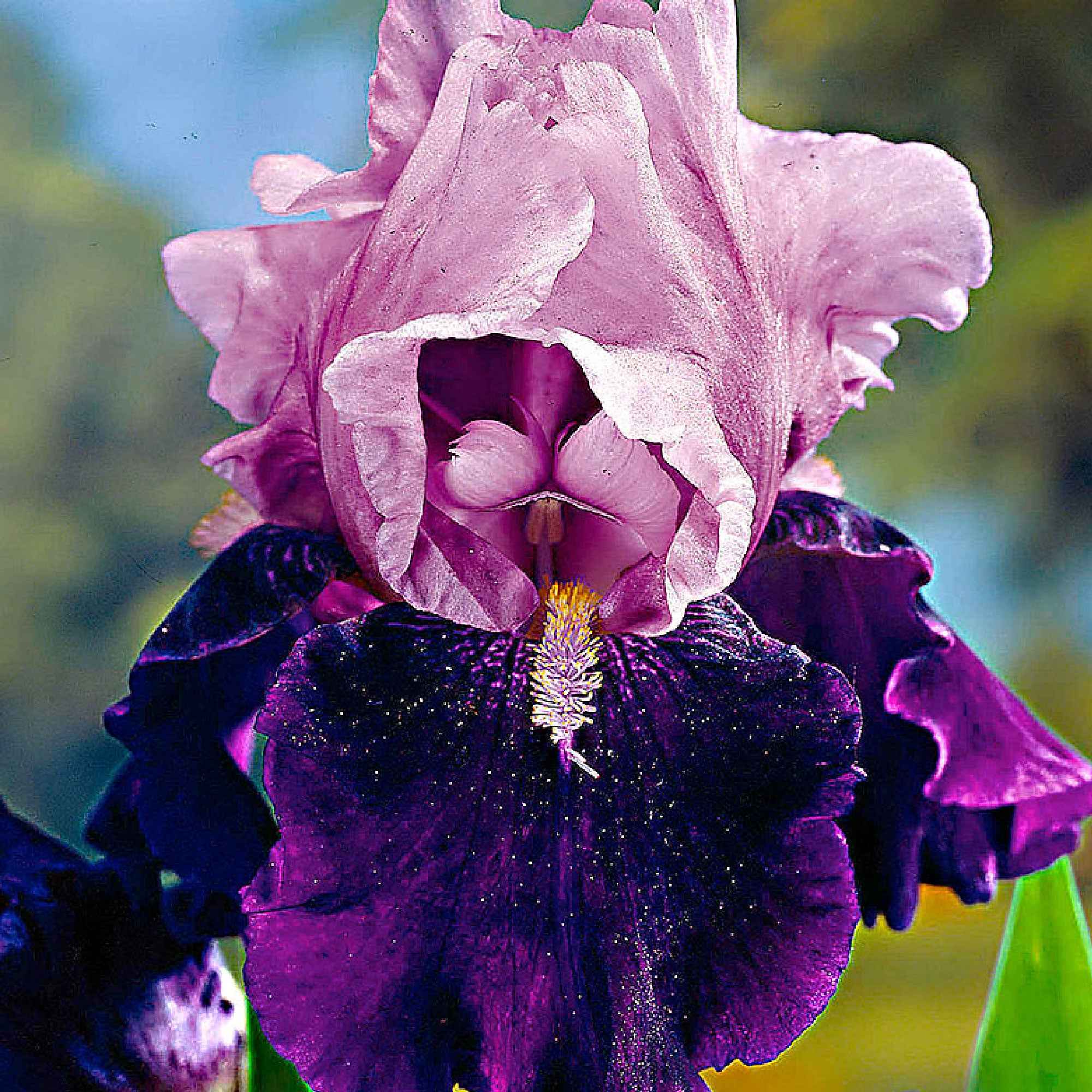 Bakker Magic Melange 5 iris des jardins racines nues couleurs