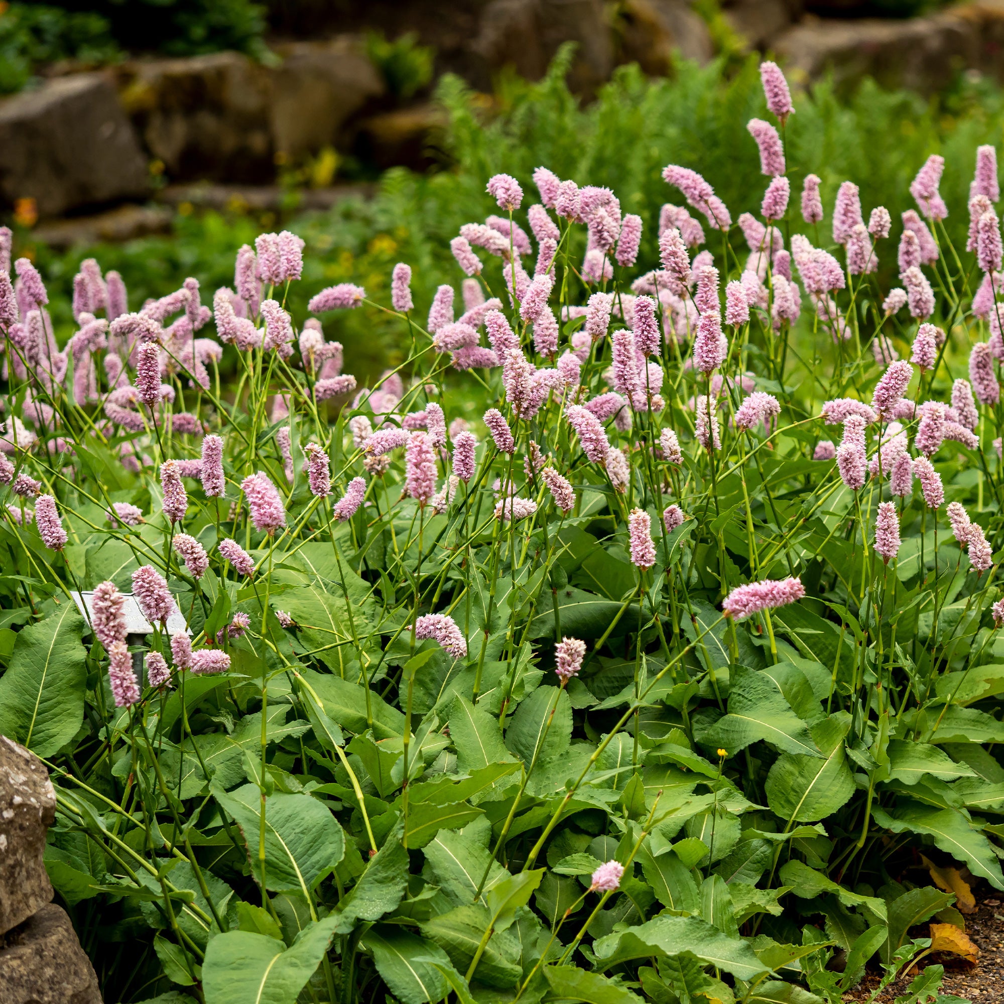 Bakker Renouée Persicaria Superba vivace pot 8cm rose