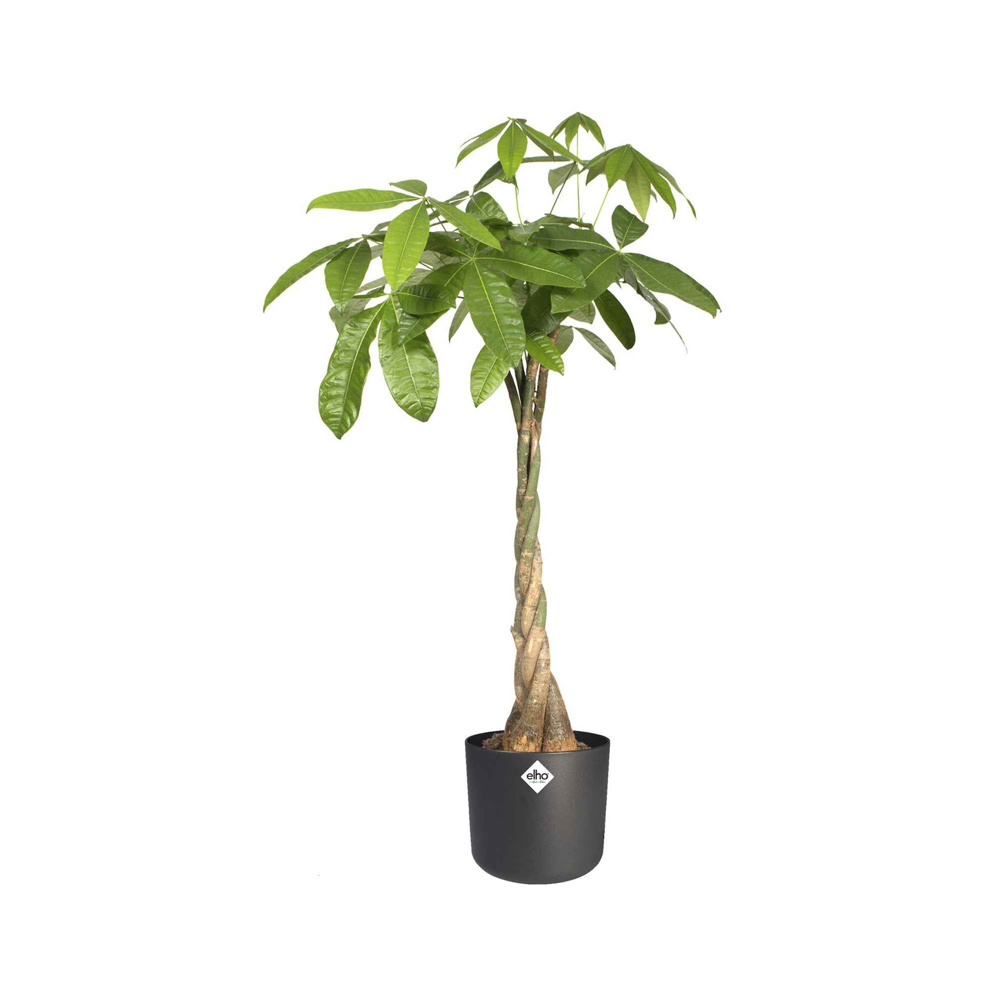 Elho B.for Soft pot rond cache-pot Ø14cm anthracite