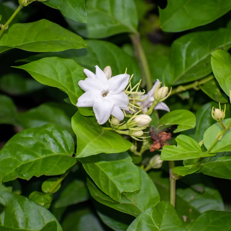 Bakker Plantes d'extérieur Jasmin d'Arabie plante pot Ø11cm parfumé