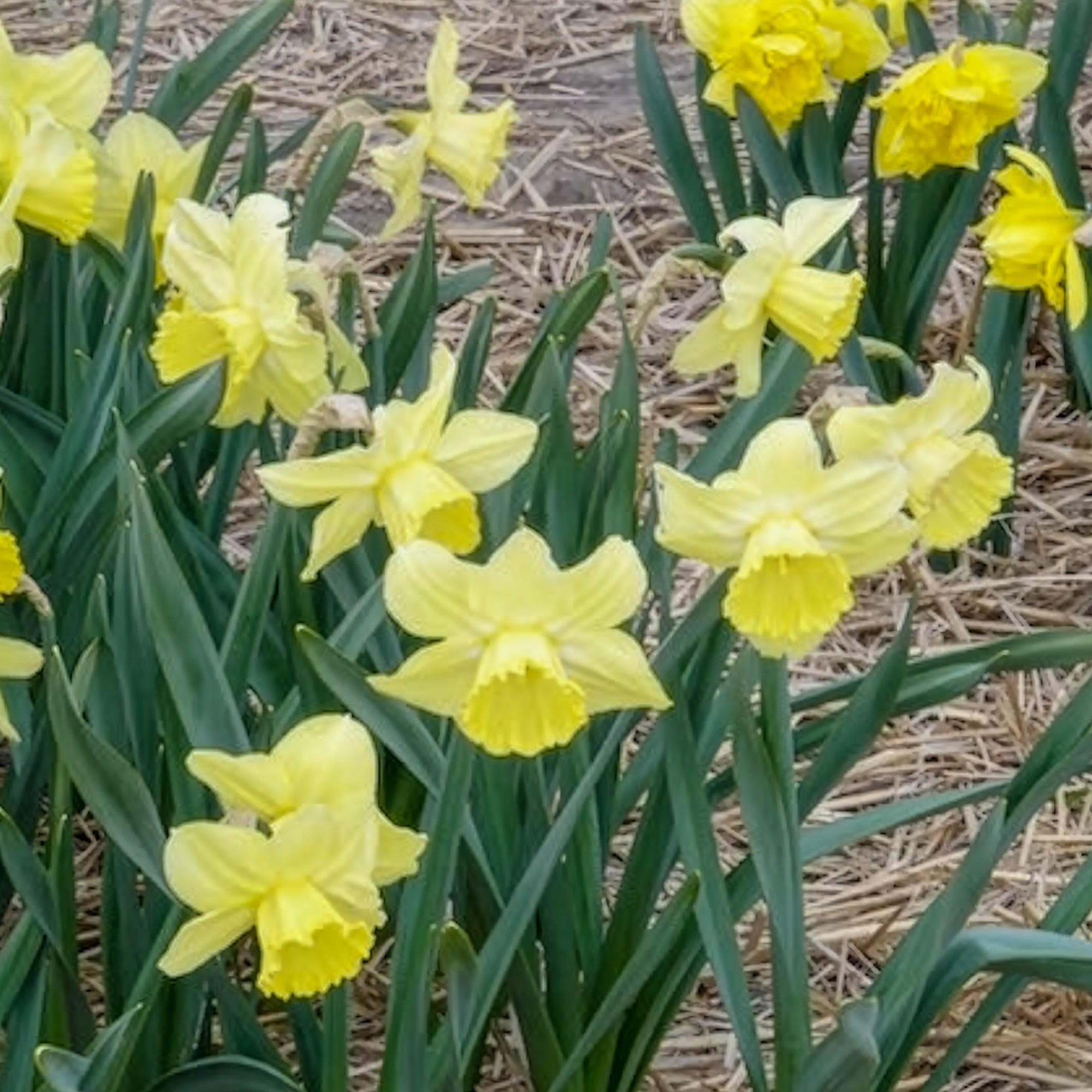 Bakker Narcisse Avalon grande couronne 5 bulbes jaune