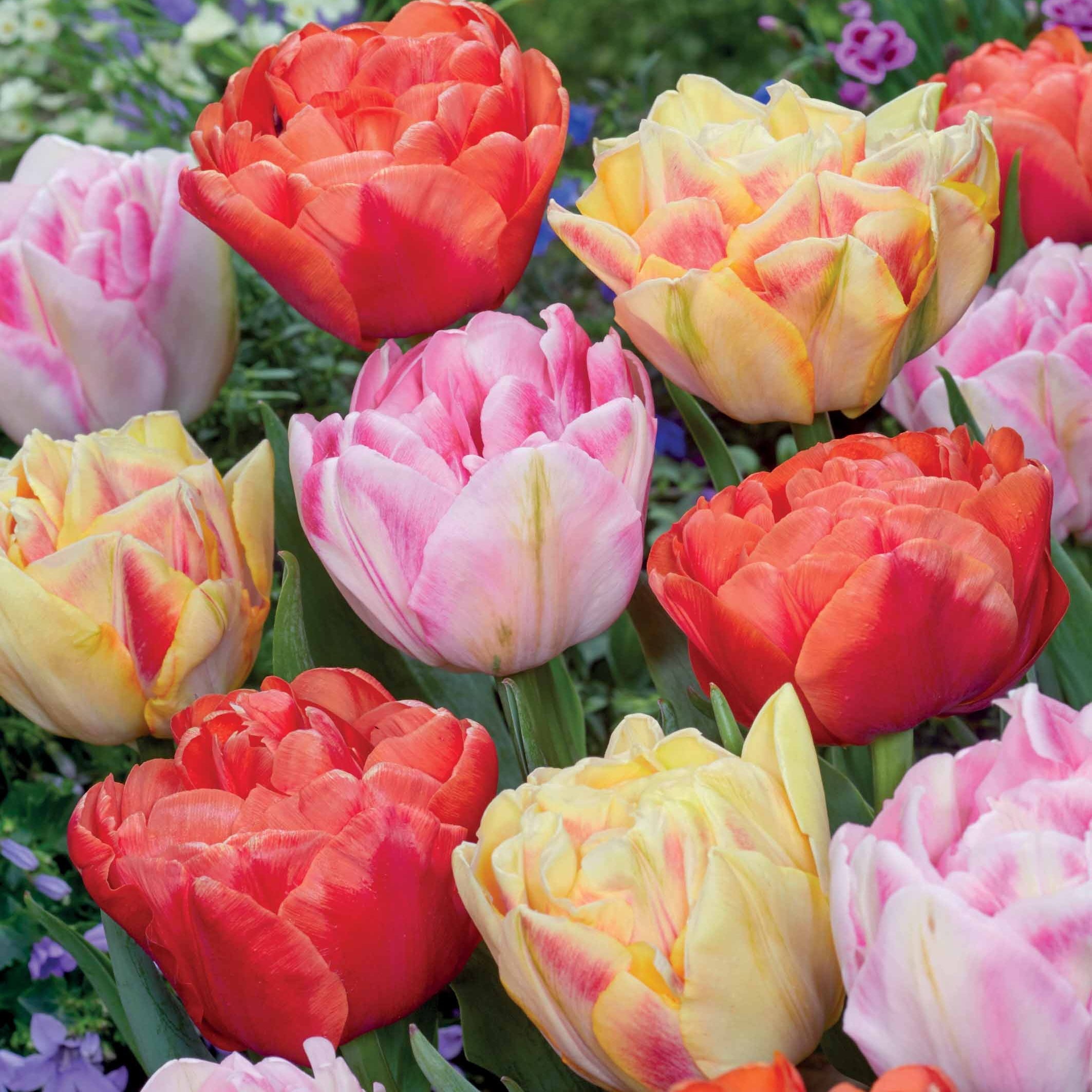 Bakker Bulbes Tulipes pivoine mélange bulbe 12 bulbes