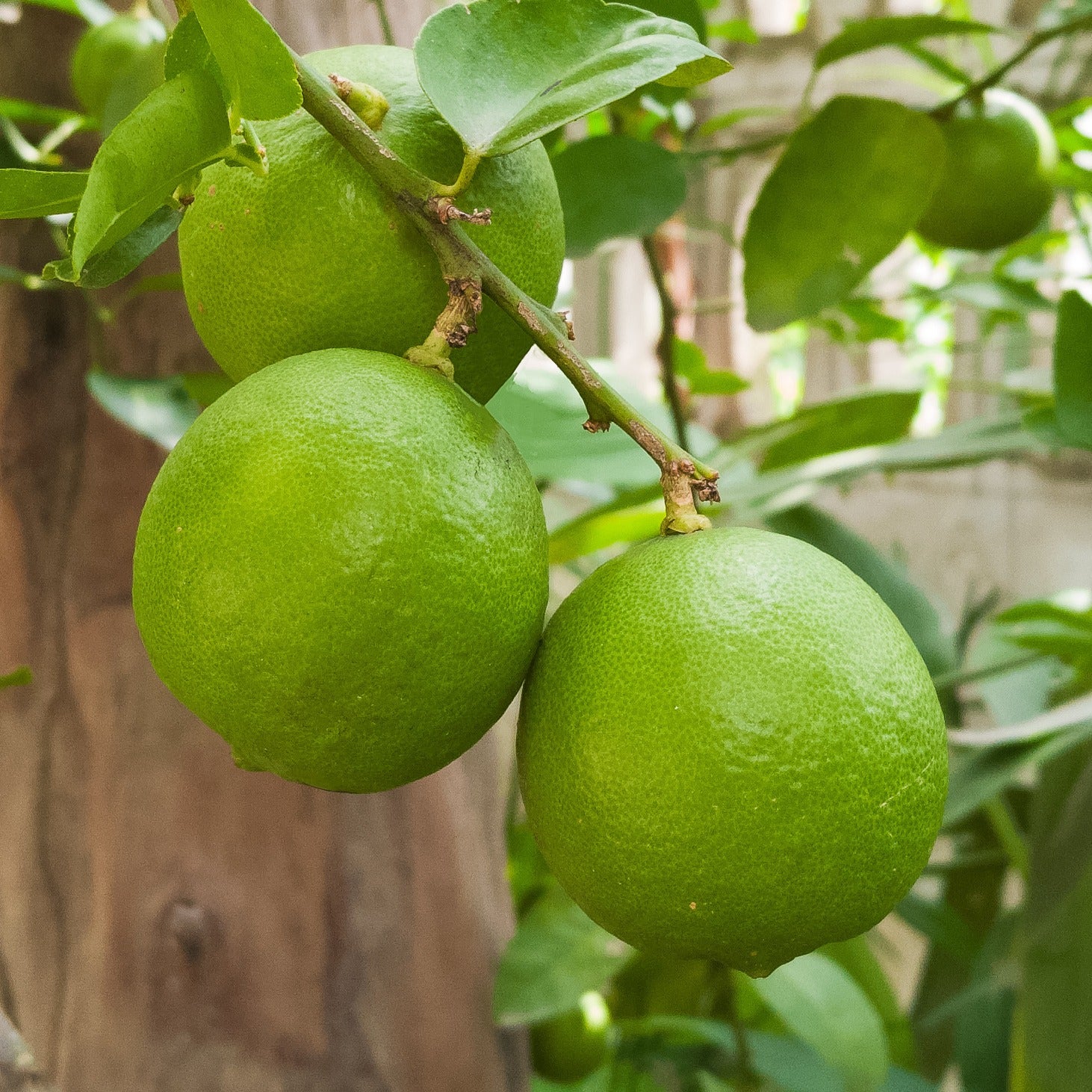 Bakker Fruitiers Limettier Citrus aurantifolia arbre fruitier