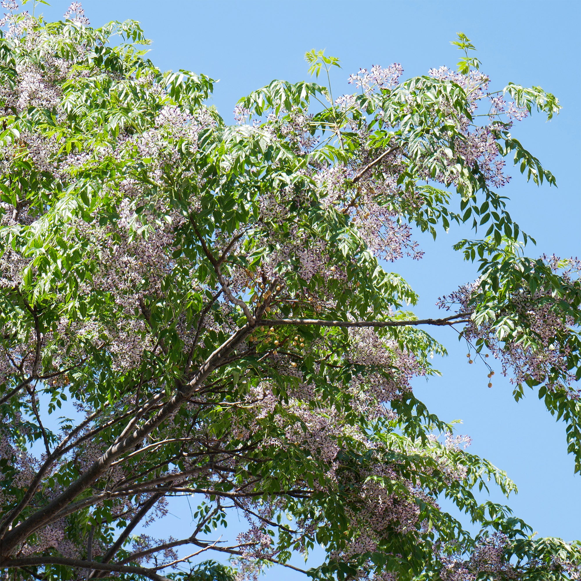 Bakker Margousier Lilas de Perse arbre violet 1L