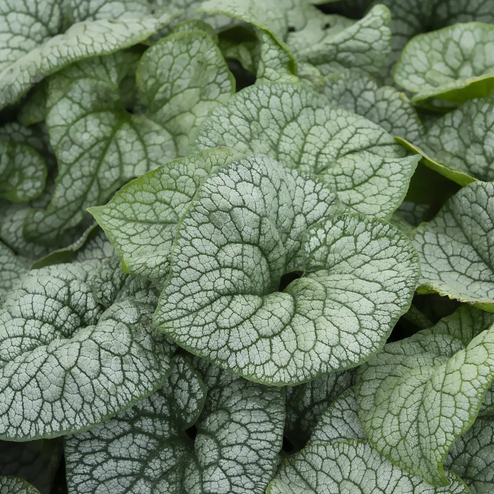 Bakker Brunnera Jack of Diamonds myosotis pot 9cm ombre
