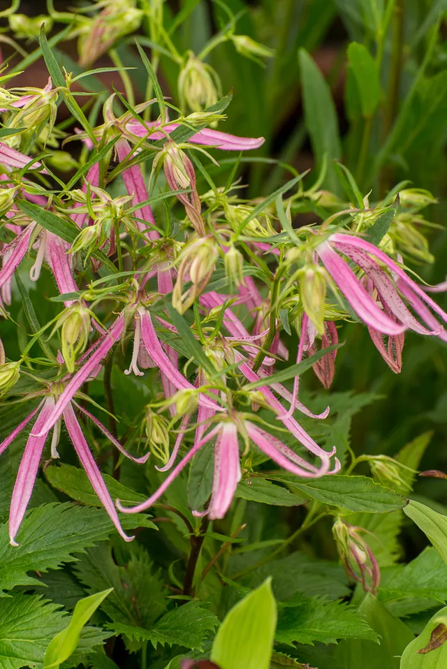 Passion Vivaces Campanula Pink Octopus plante vivace rose