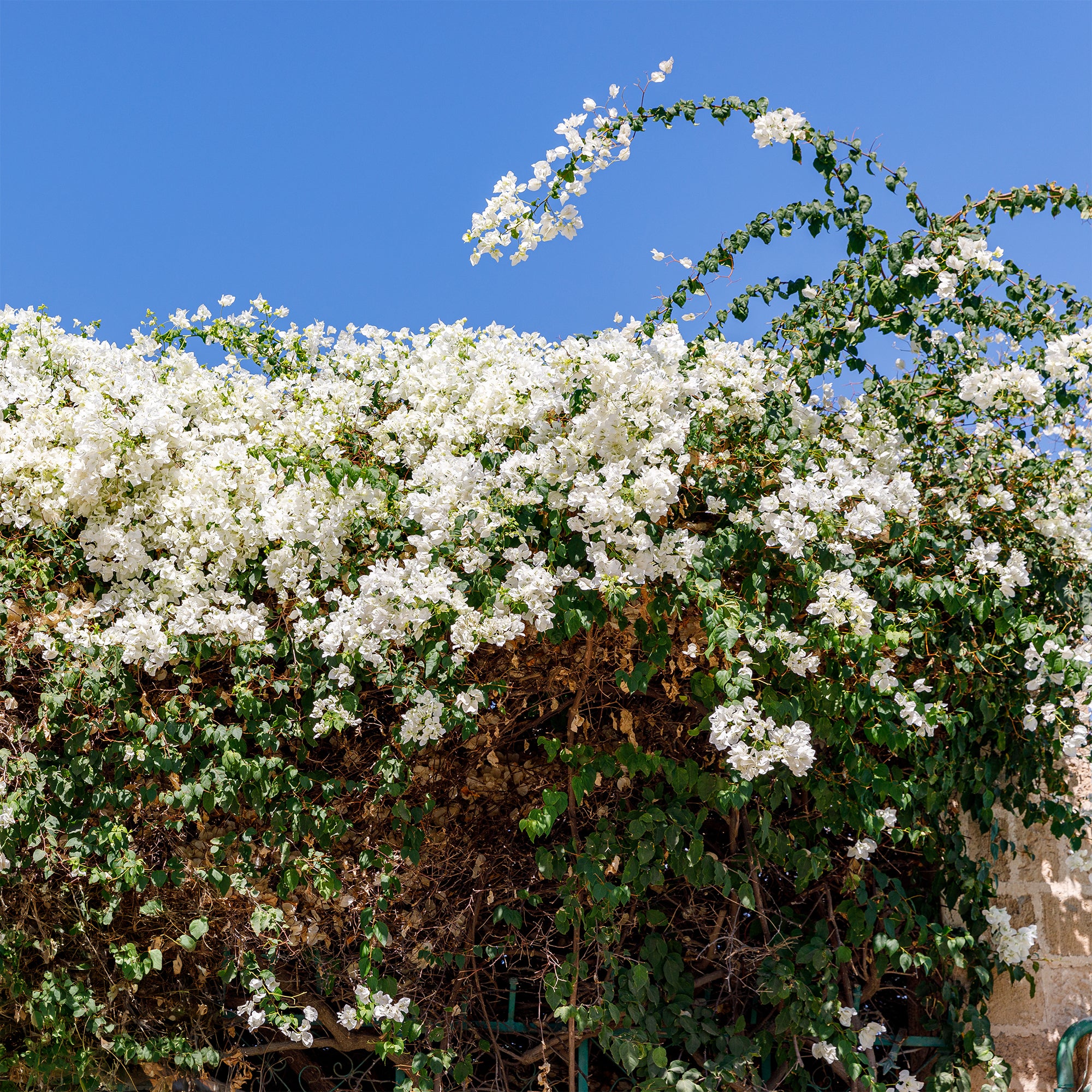 Bakker Bougainvillier blanc grimpante pot Ø12cm 30cm