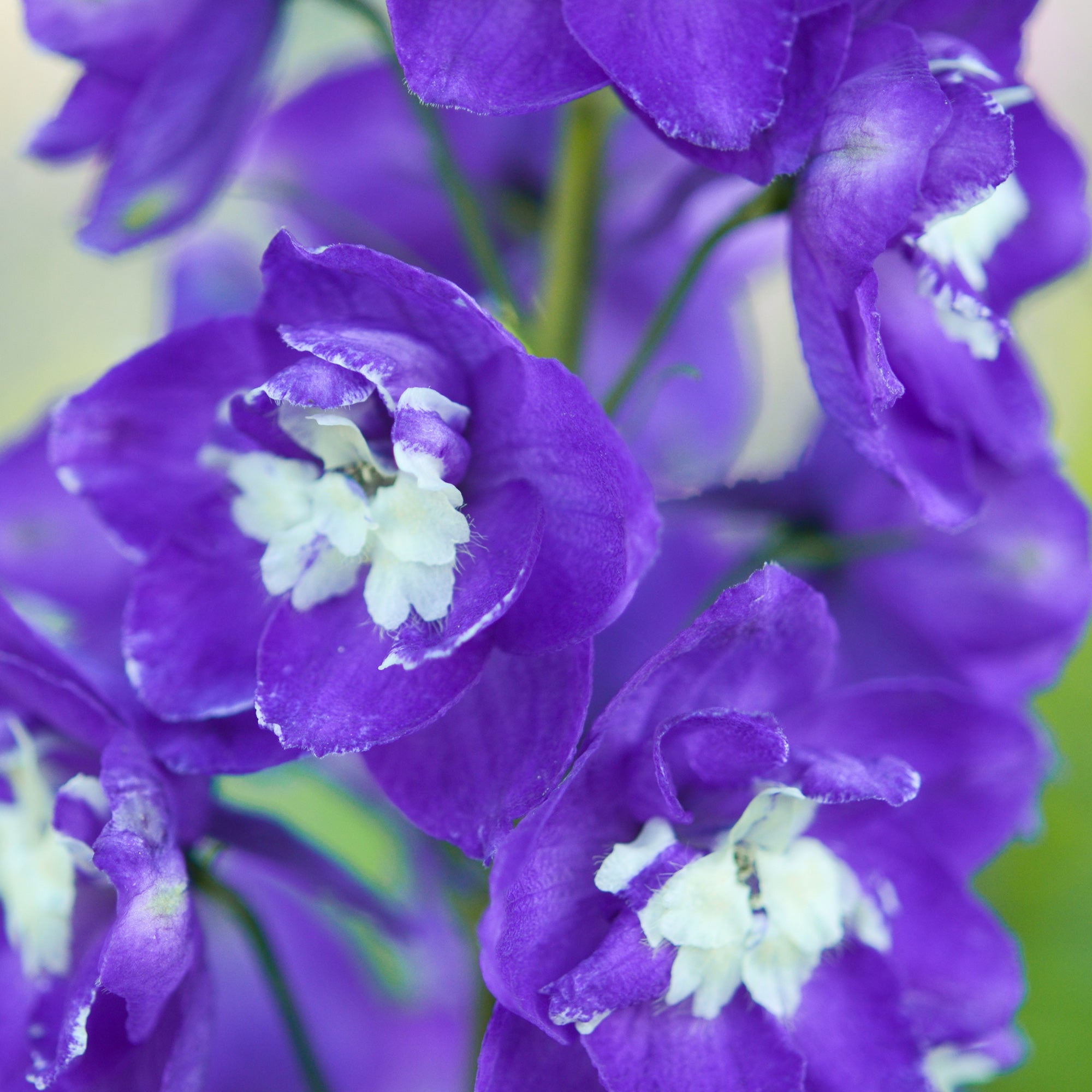 Bakker Delphinium King Arthur vivace pot Ø 9cm violet