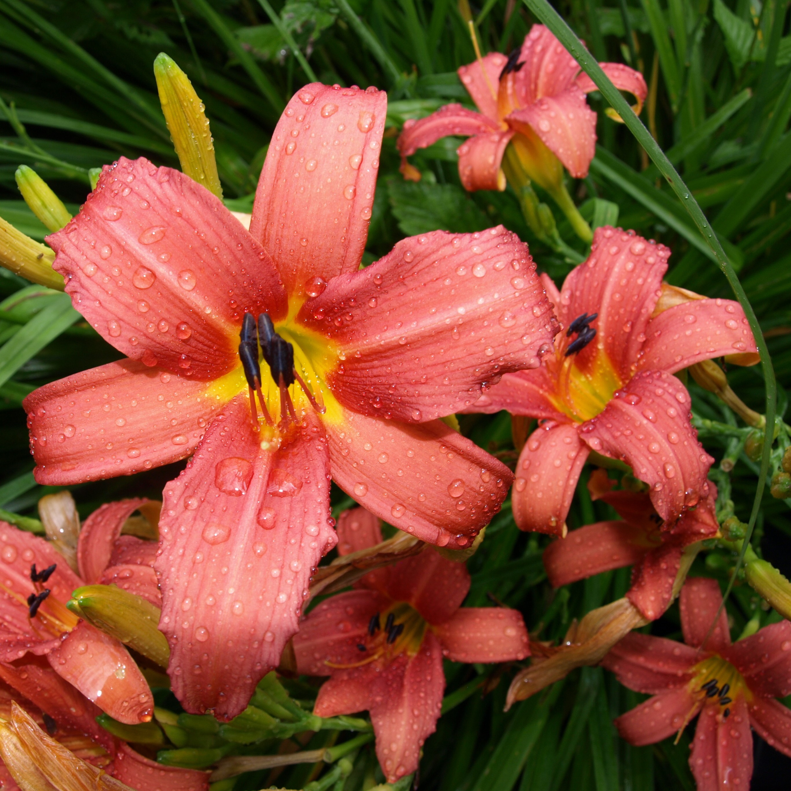Passion Vivaces Hemerocallis Pink Damask hémérocalle pot 1L rose