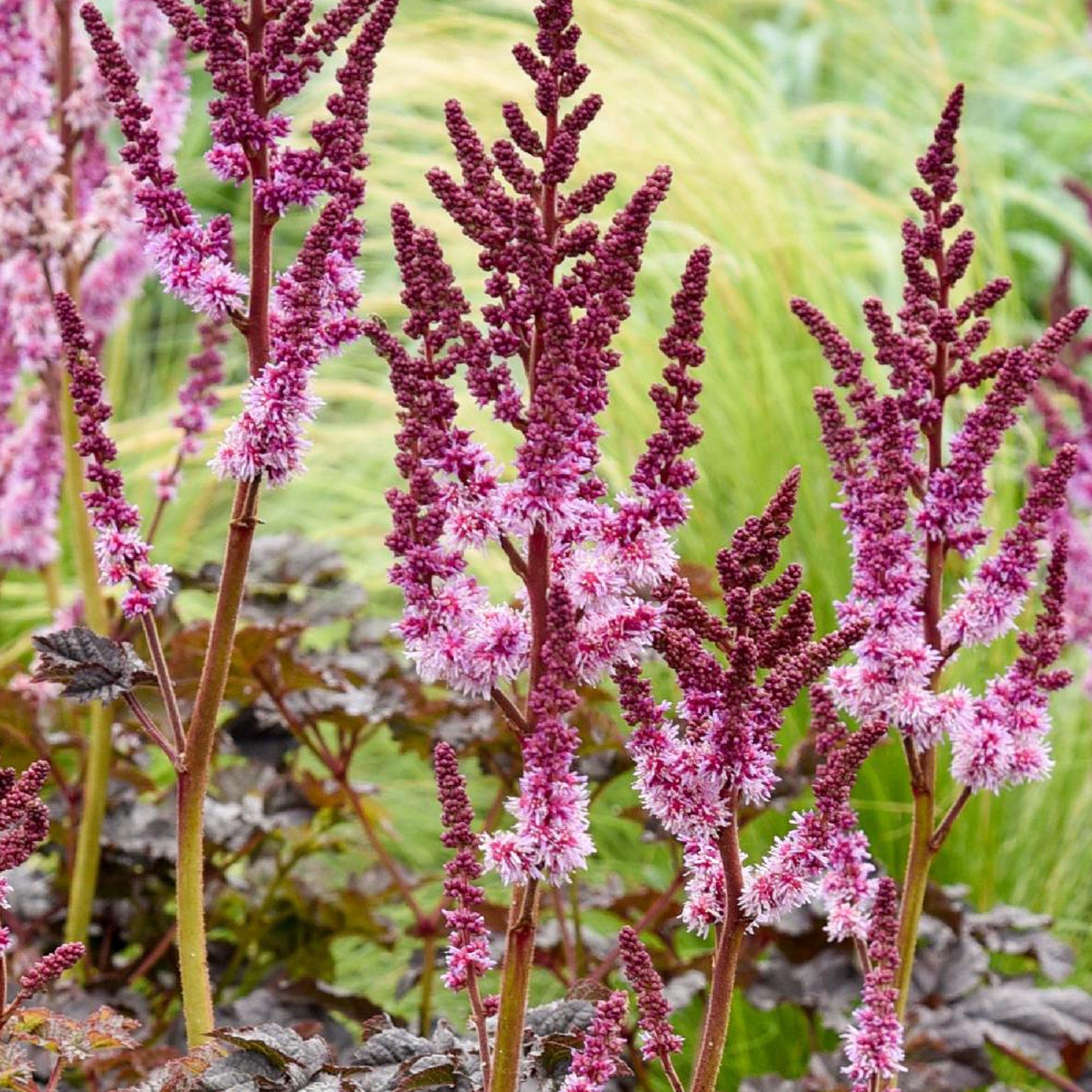 Bakker Astilbe Darkside Of The Moon vivace pot 9cm violet