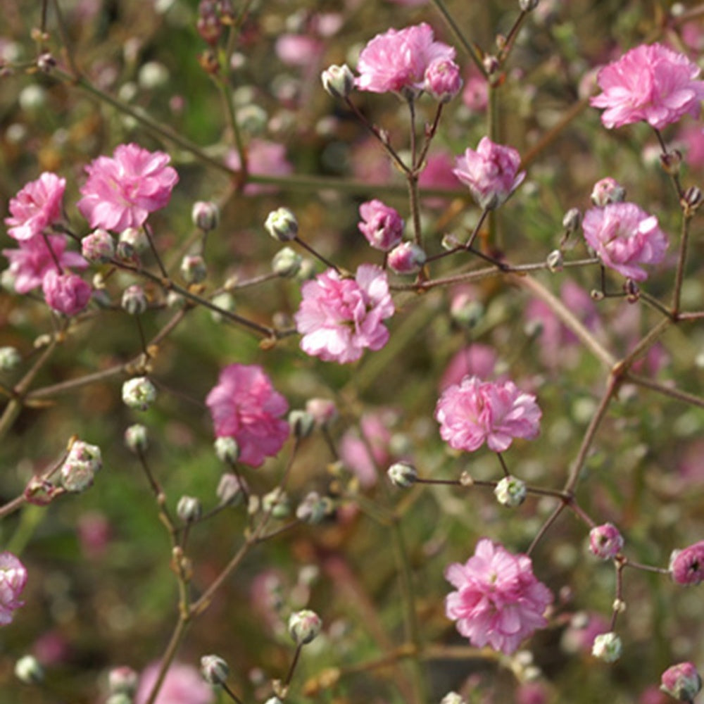 Bakker Flamingo gypsophile rose pot 8cm fleur double 100cm