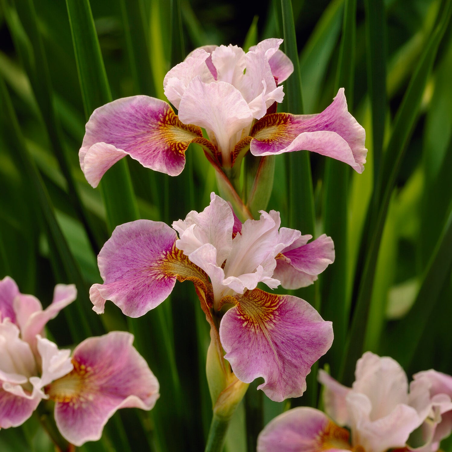 Bakker Dance Ballerina Dance iris de Sibérie pot 8cm