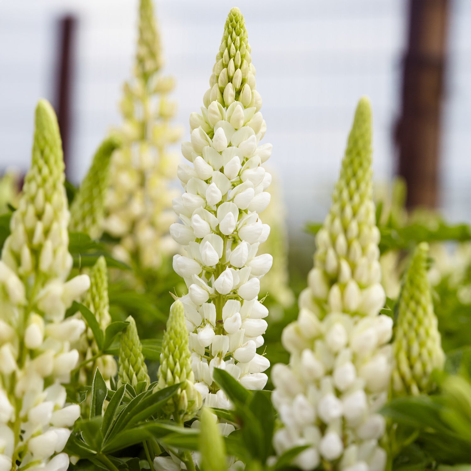 Bakker Plantes vivaces Gallery White lupin pot 9 cm blanc