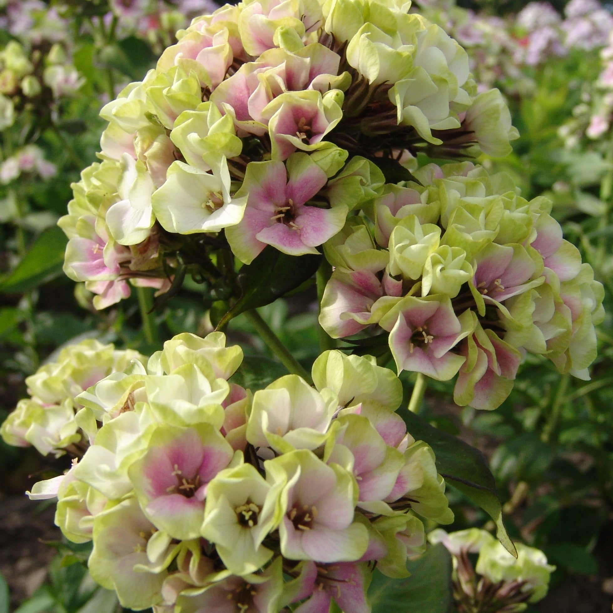 Bakker Sherbet Blend phlox pot Ø11cm rose et vert anis