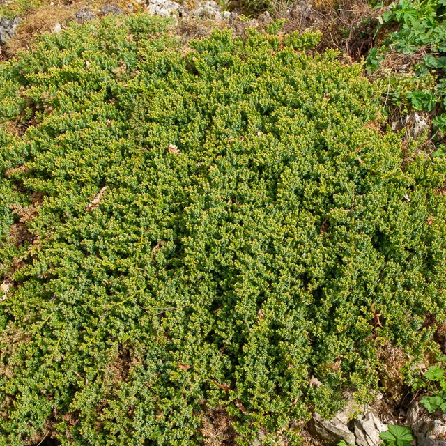 Bakker Genévrier rampant Nana couvre-sol pot 9cm persistant