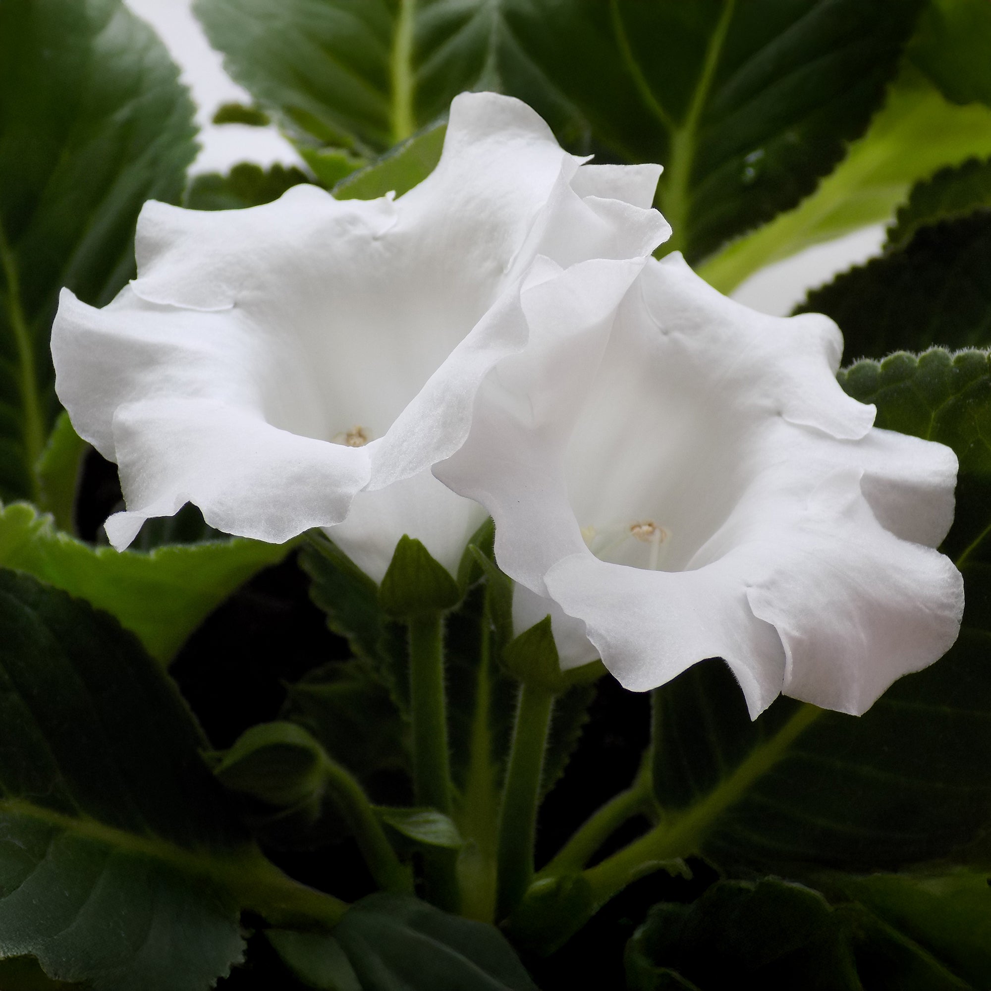 Bakker Mont Blanc Gloxinia blanc sachet de 2 bulbes intérieur