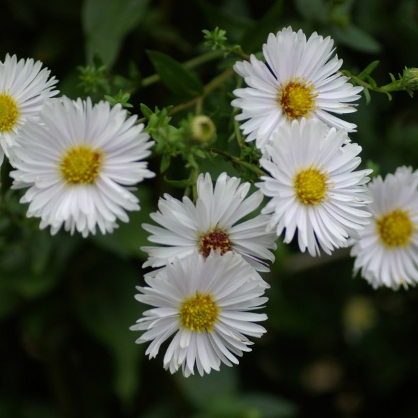 Passion Vivaces Aster Steinebrück plante vivace godet blanc