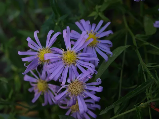 Passion Vivaces Aster Blutenmeer vivace godet bleu mauve