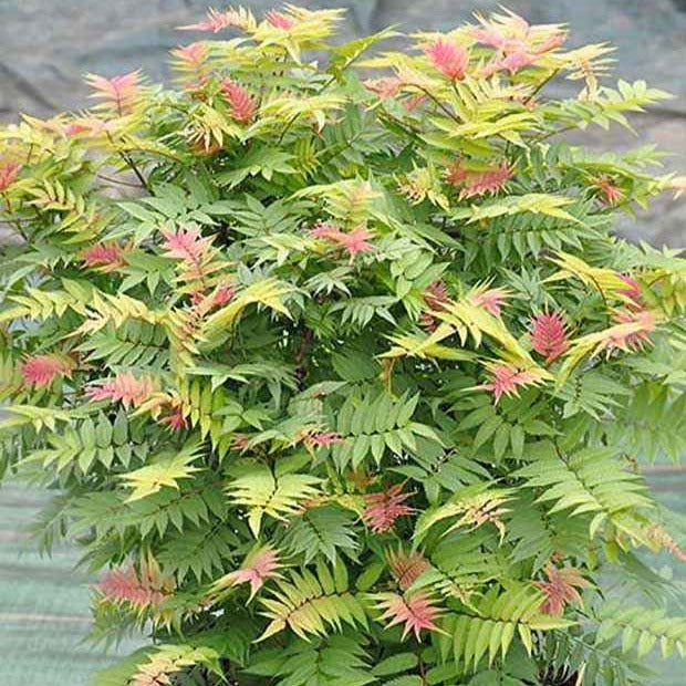 Bakker Sorbaire Pink Hopi arbuste fleurs crème pot 8 cm